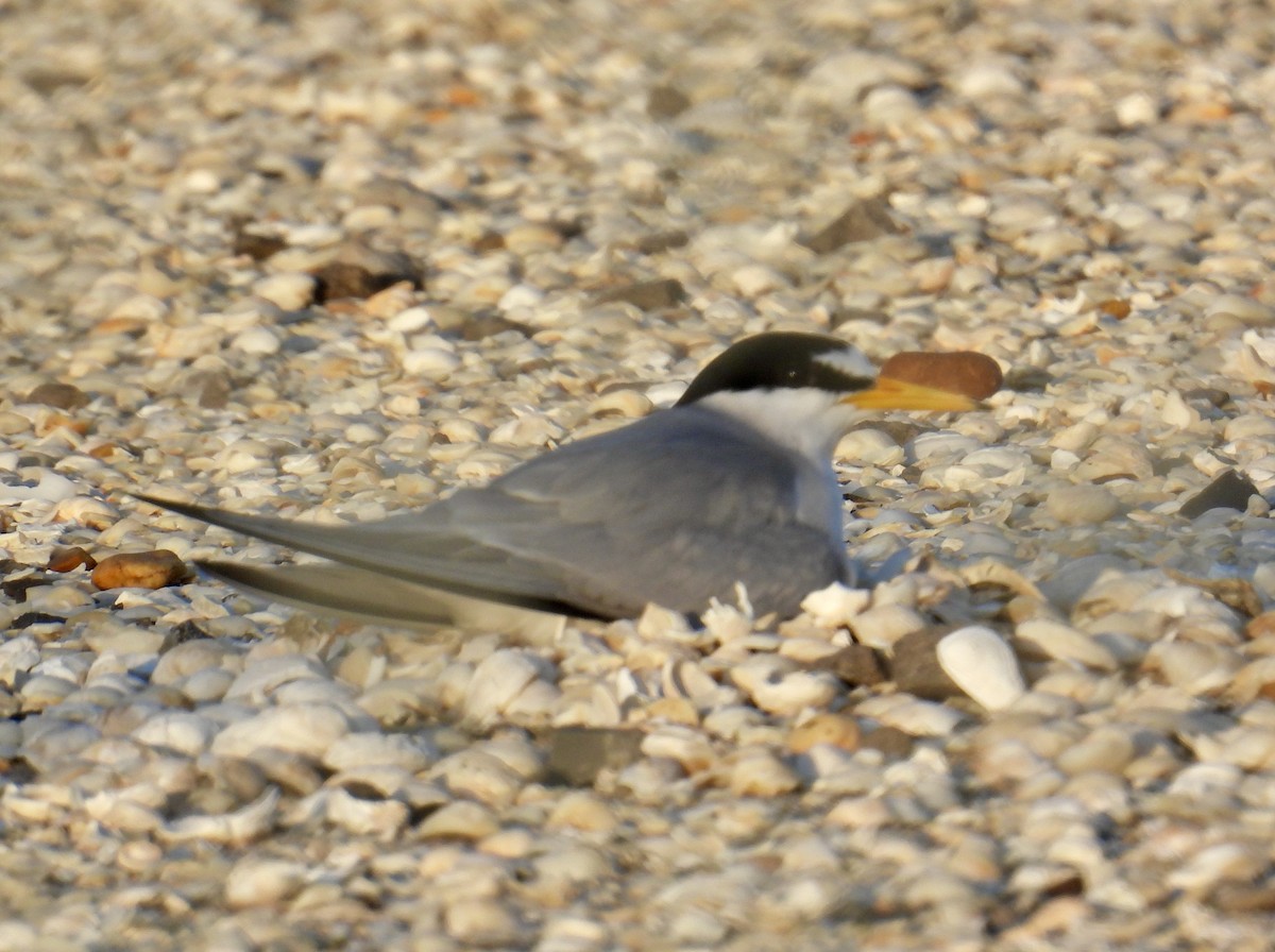 Least Tern - Van Remsen