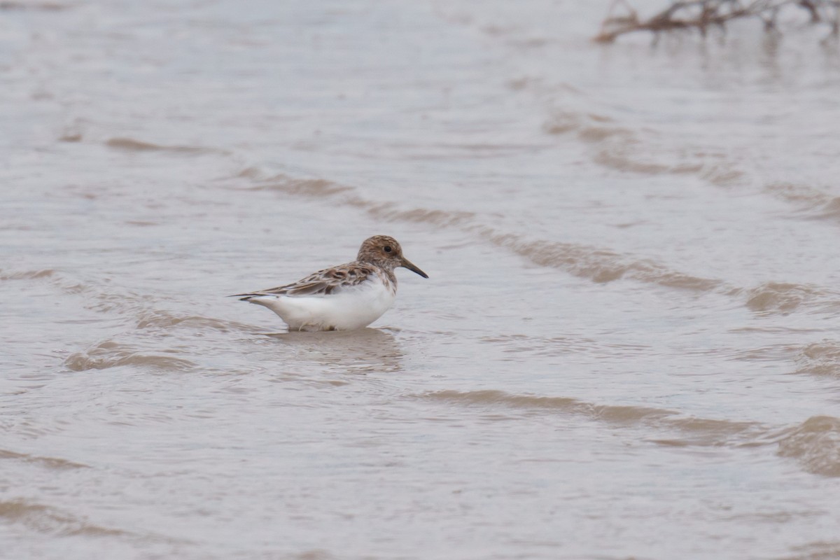 Bécasseau sanderling - ML618901595