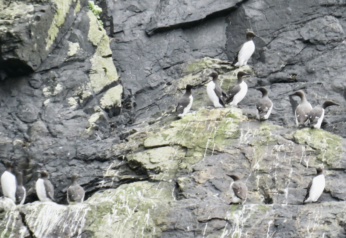 Common Murre - Sally Bergquist