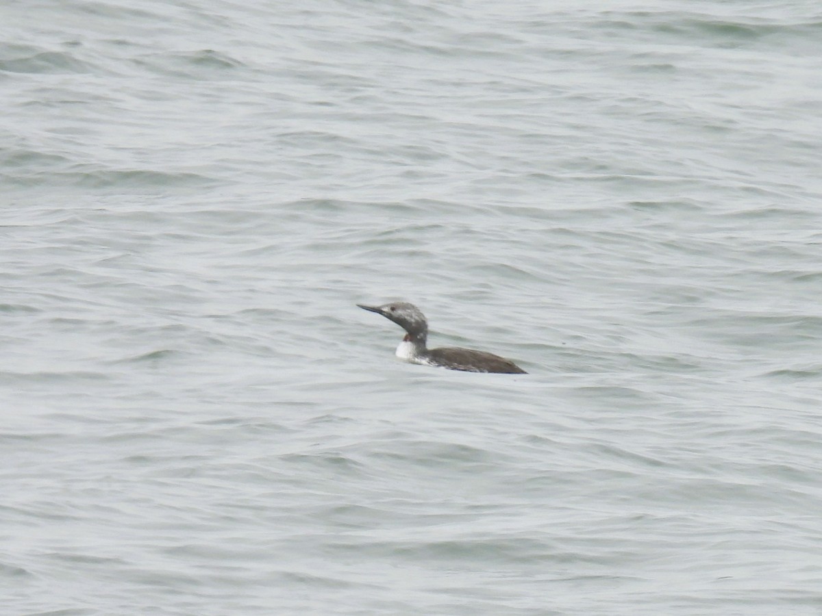 Red-throated Loon - Tina Toth