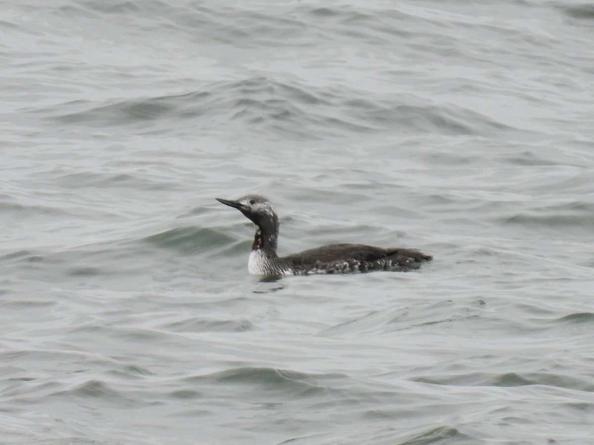 Red-throated Loon - Tina Toth