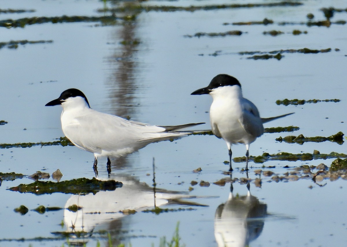 Gull-billed Tern - Van Remsen