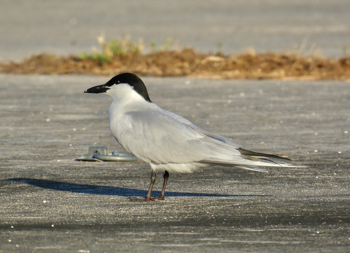 Gull-billed Tern - Van Remsen