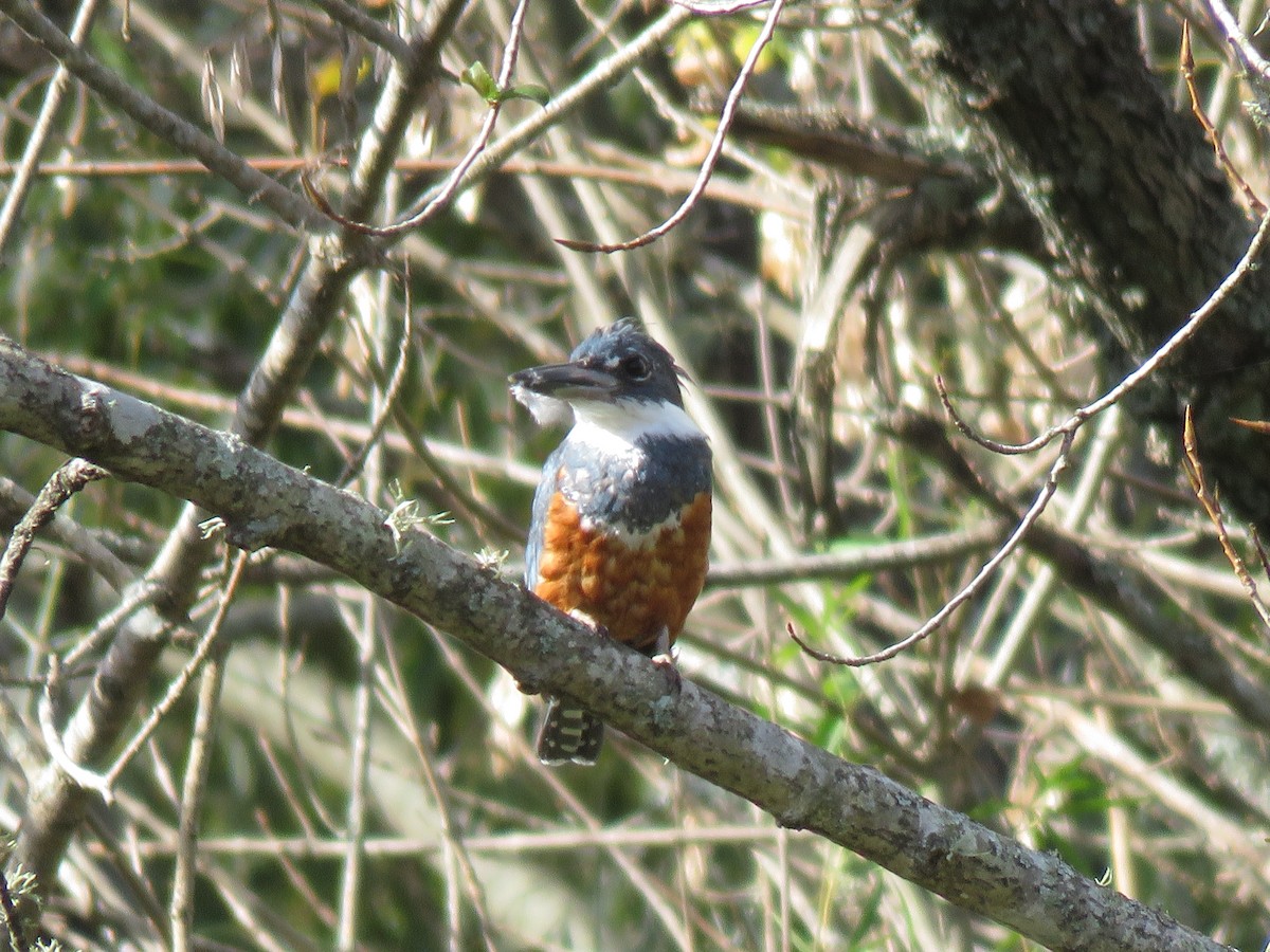 Ringed Kingfisher - ML618901671