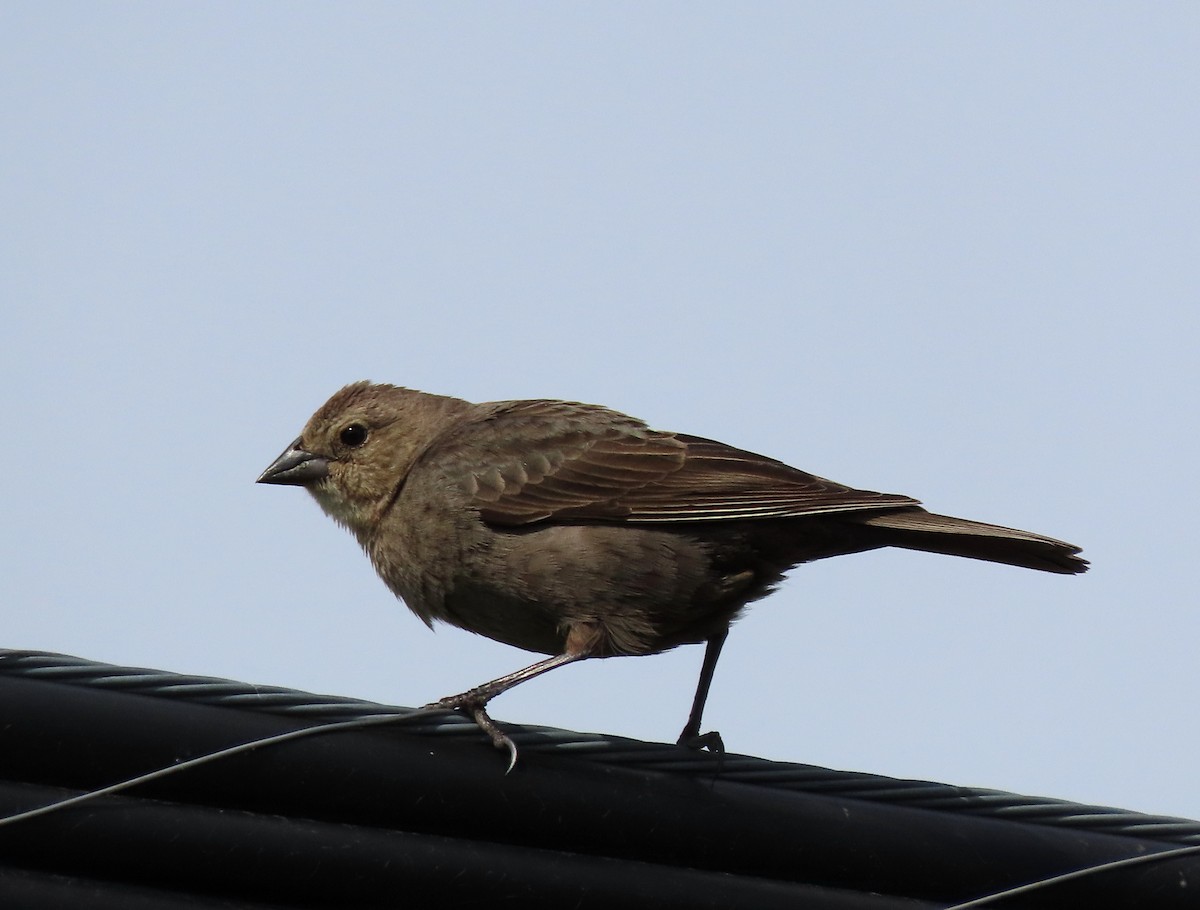 Brown-headed Cowbird - Patricia Lalonde