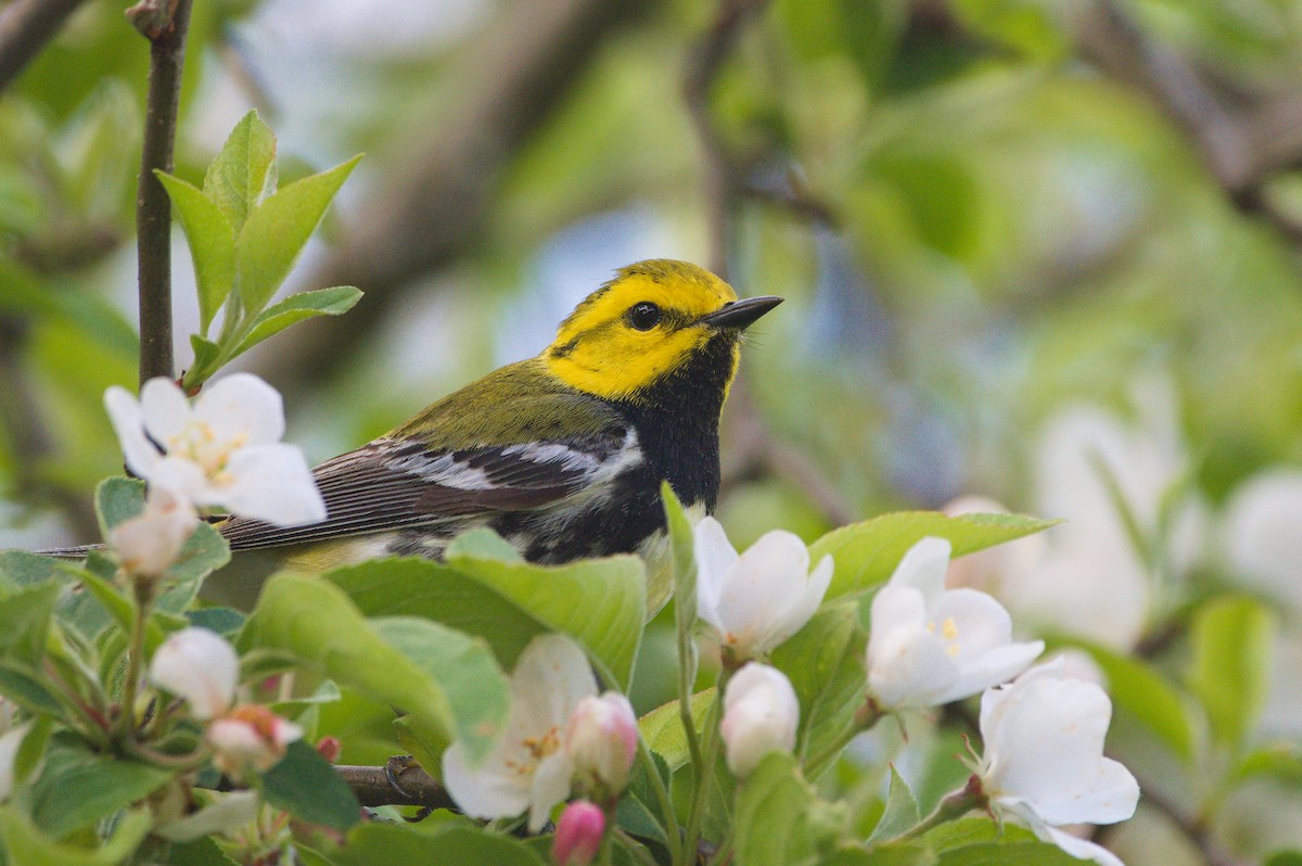 Black-throated Green Warbler - ML618901677