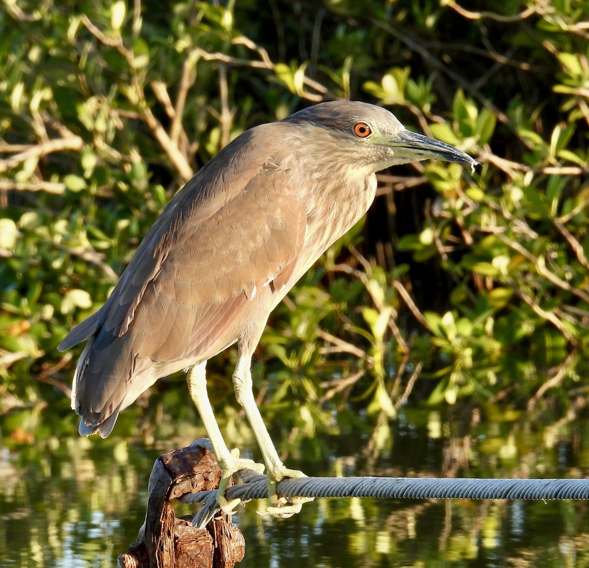 Black-crowned Night Heron - Van Remsen