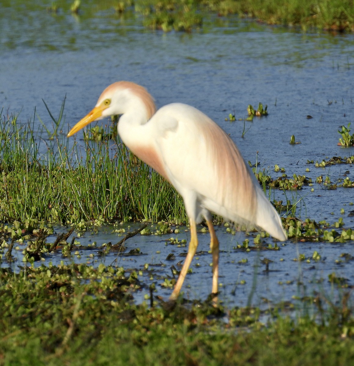 Western Cattle Egret - Van Remsen