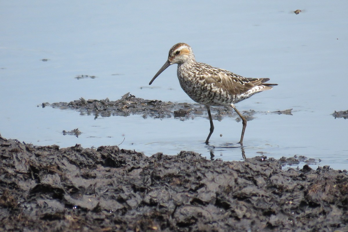 Stilt Sandpiper - ML61890171