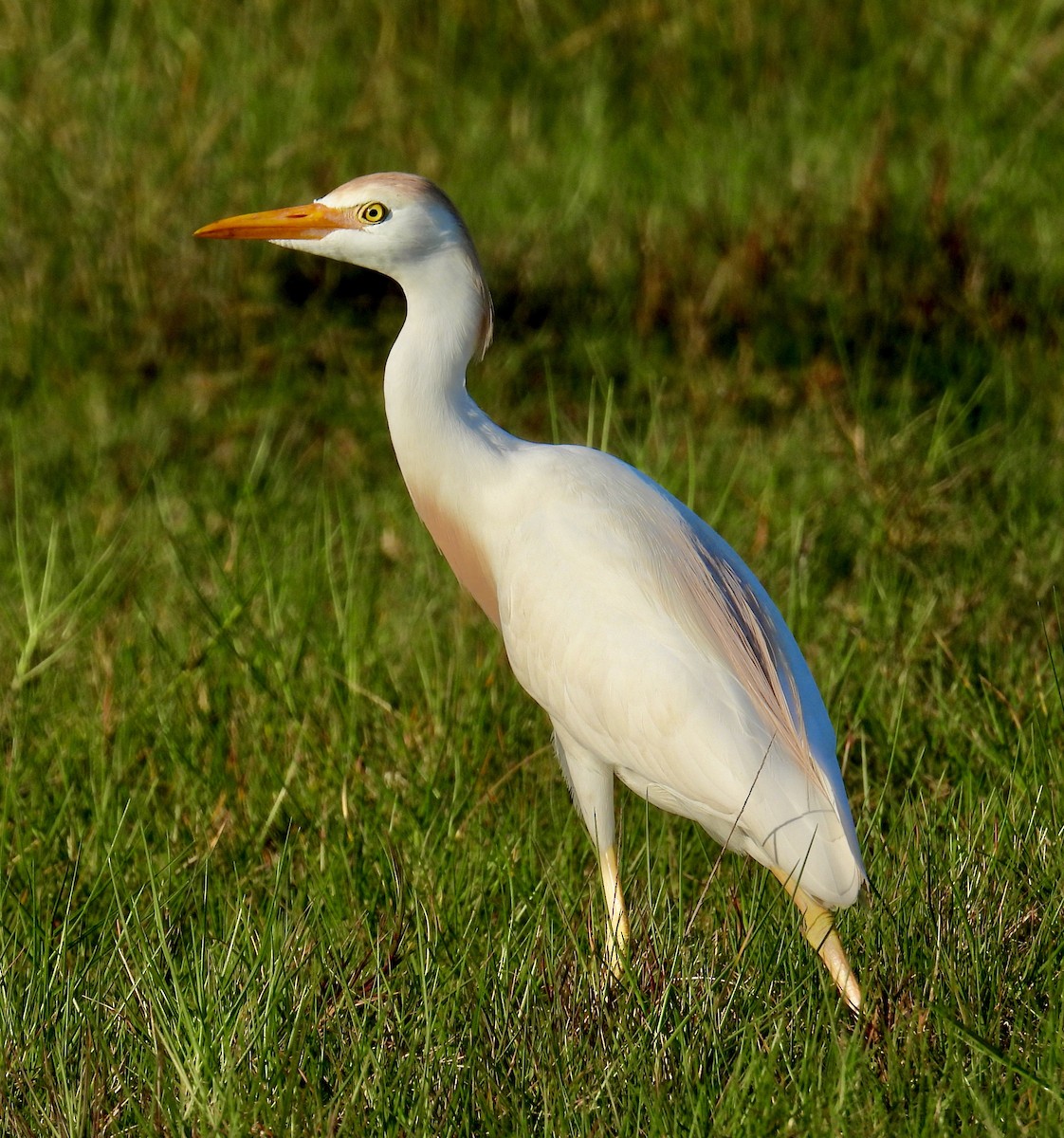 Western Cattle Egret - Van Remsen