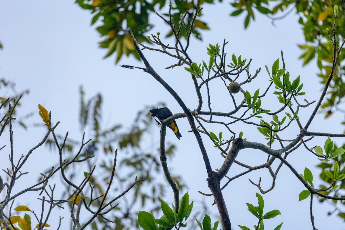 Yellow-rumped Cacique - ML618901720