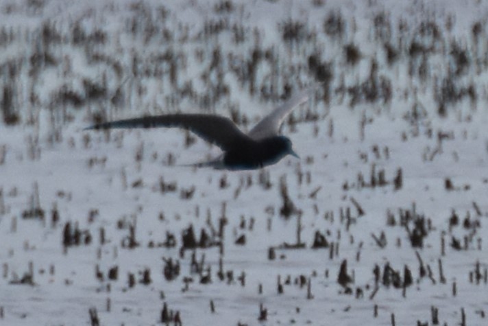 Black Tern - Derek Hudgins
