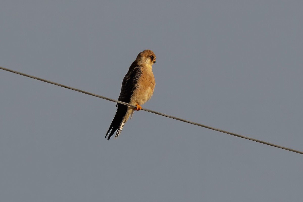 Red-footed Falcon - Göktuğ  Güzelbey