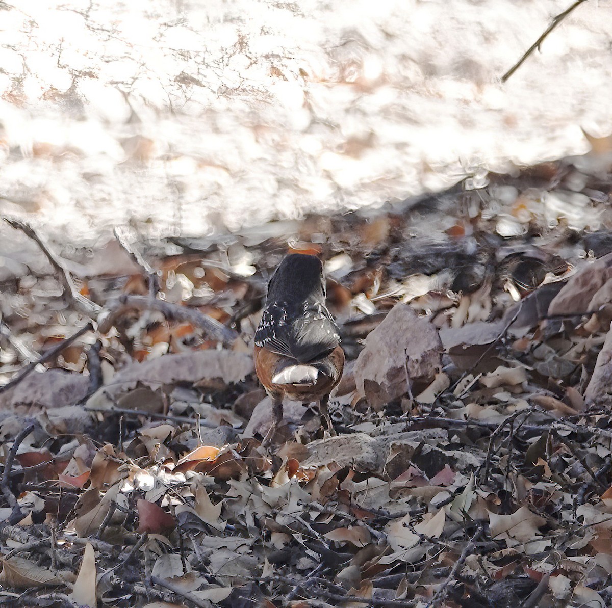 Spotted Towhee - ML618901752