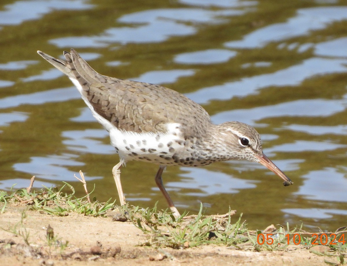 Spotted Sandpiper - Shiela Shallcross