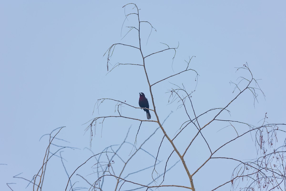 Silver-beaked Tanager - ML618901763