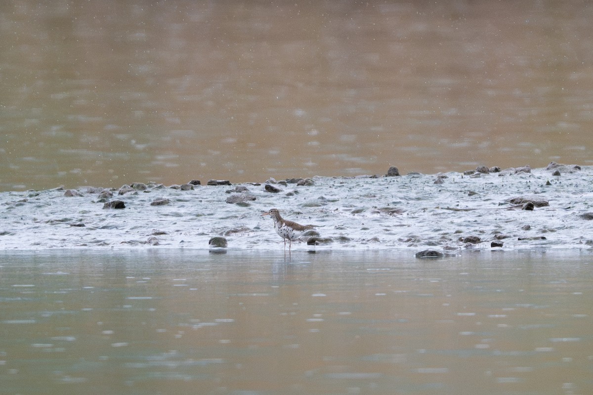 Spotted Sandpiper - ML618901771