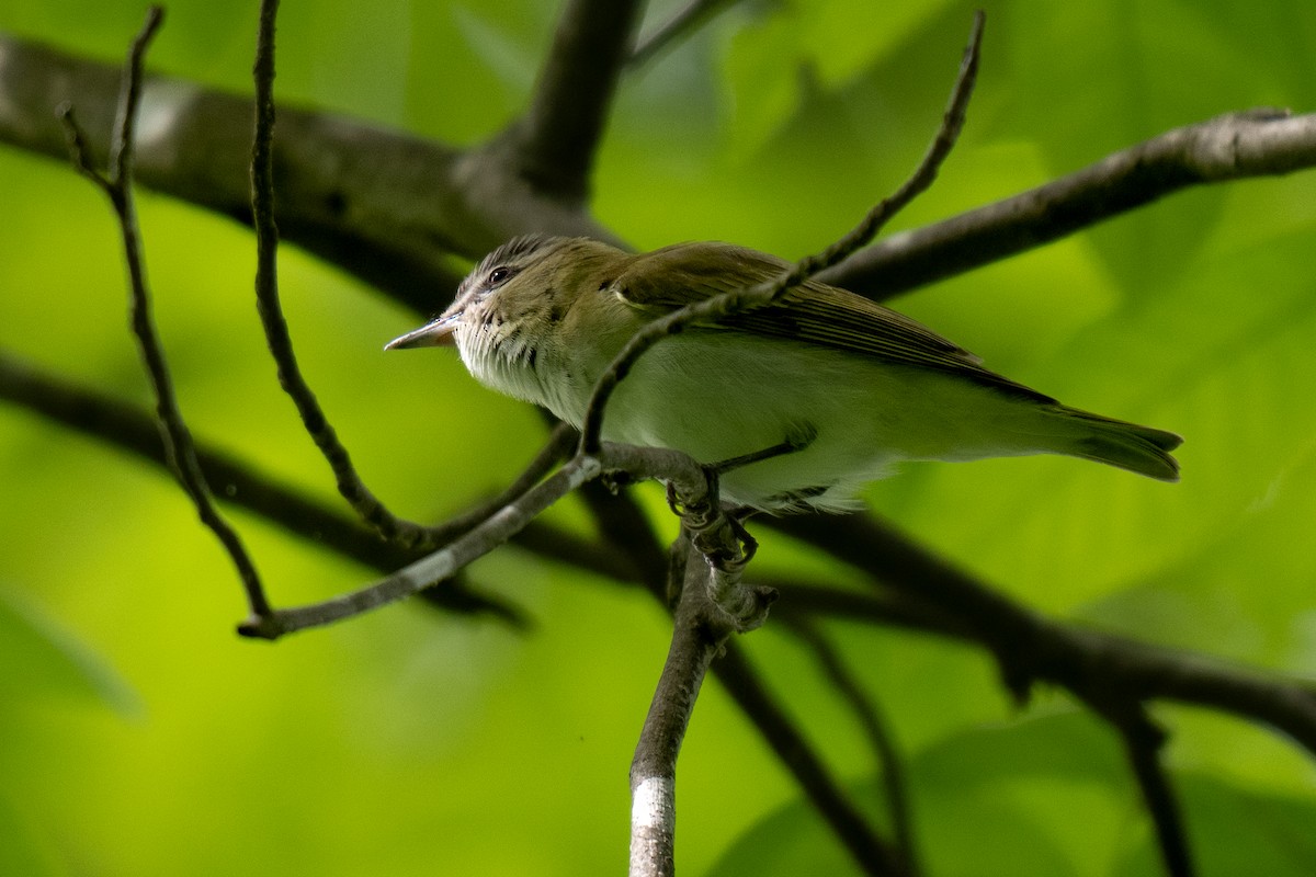 Red-eyed Vireo - David Lauter