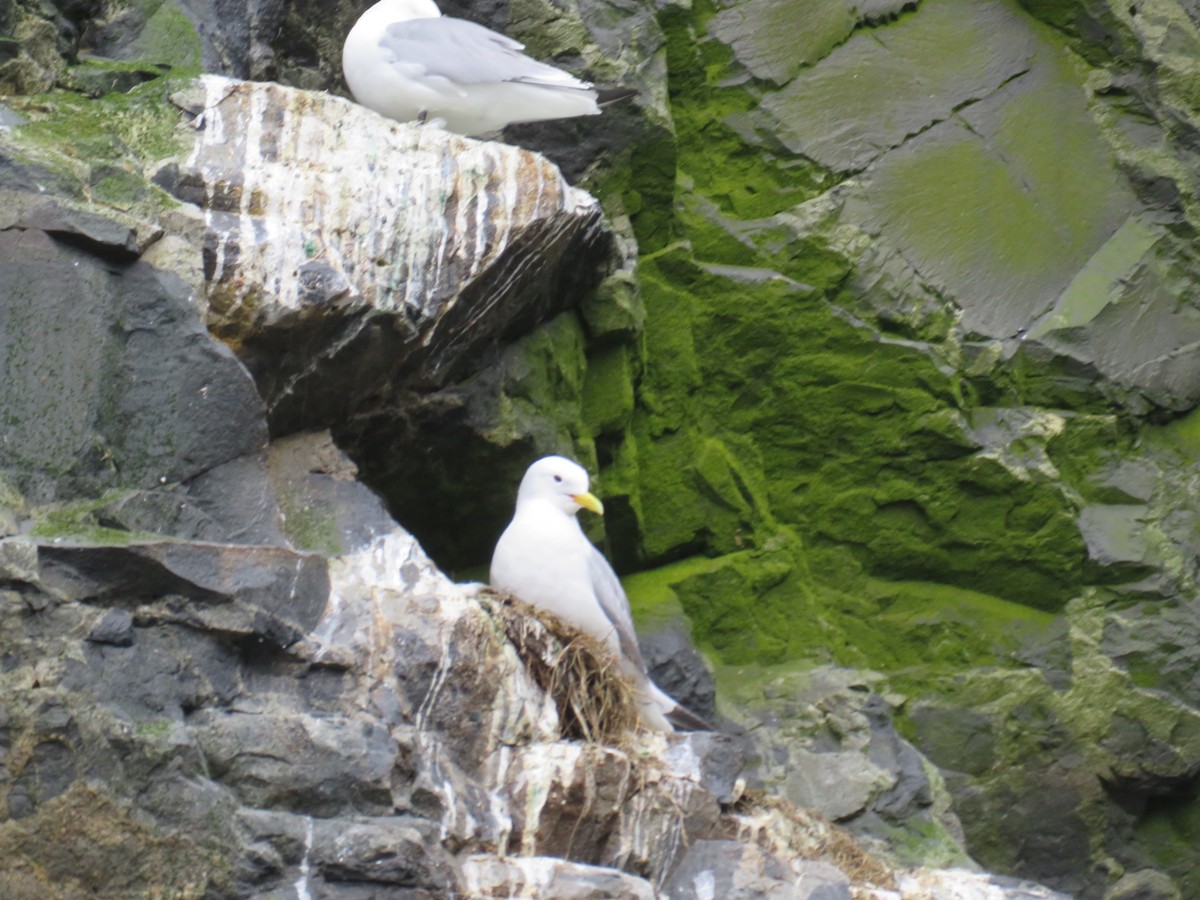 Black-legged Kittiwake - Sally Bergquist