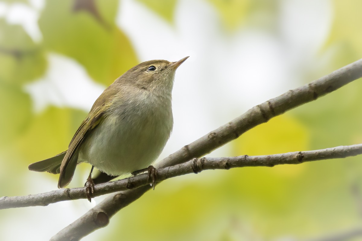 Western Bonelli's Warbler - Michael Ortner