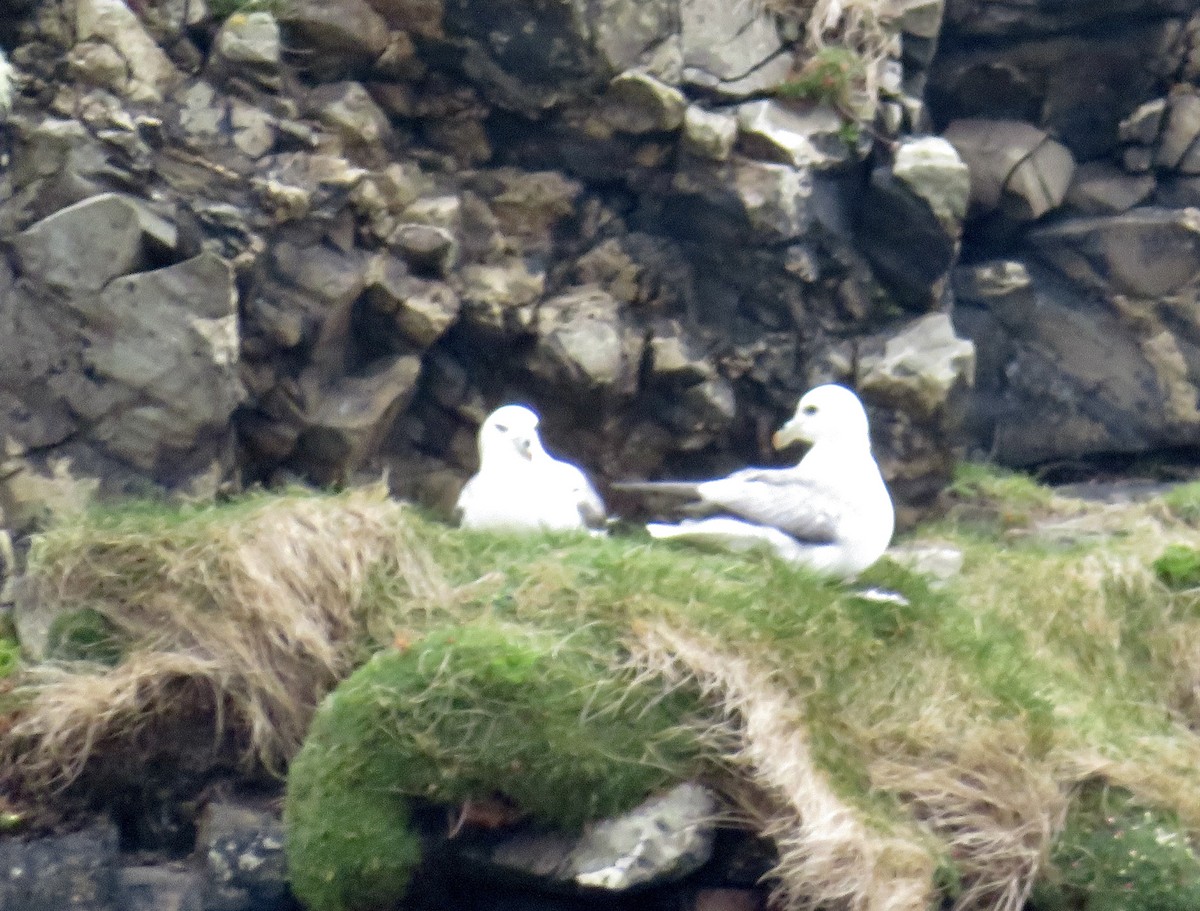 Northern Fulmar - Sally Bergquist