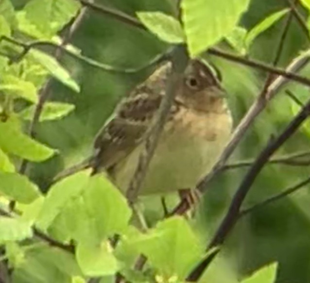 Grasshopper Sparrow - Nelson Pascuzzi