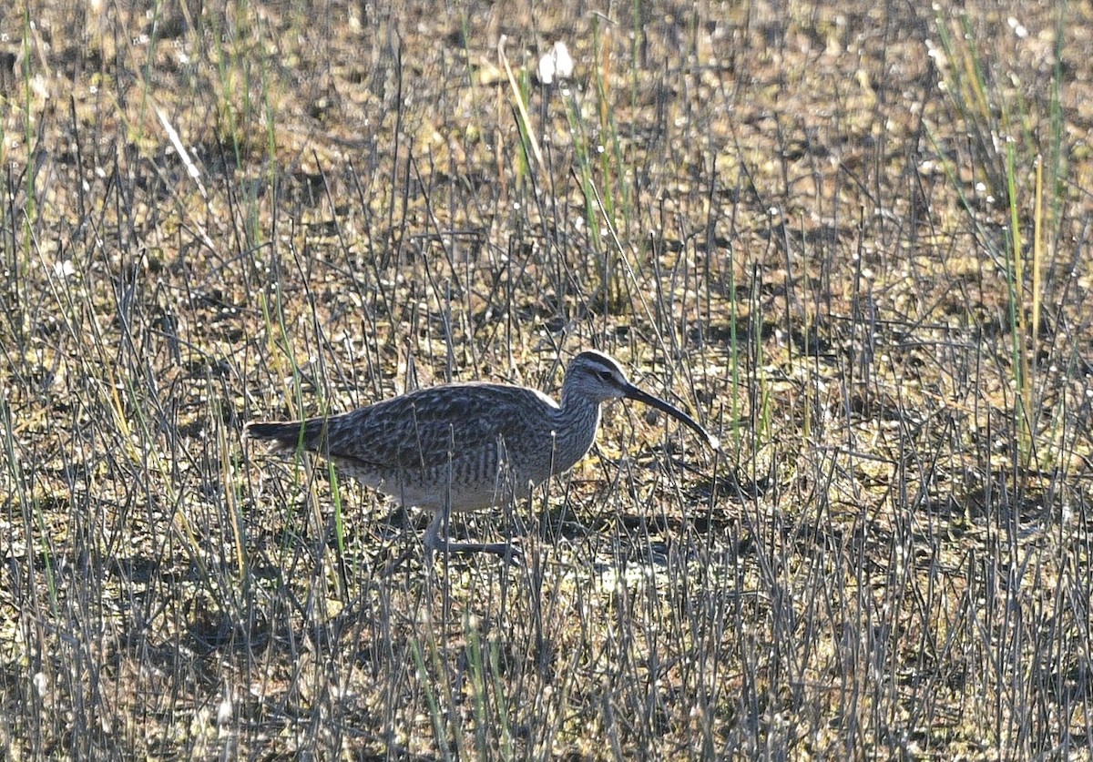 Whimbrel - ML618901843