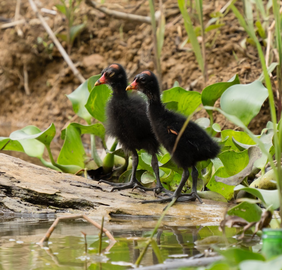 Common Gallinule - jose santiago