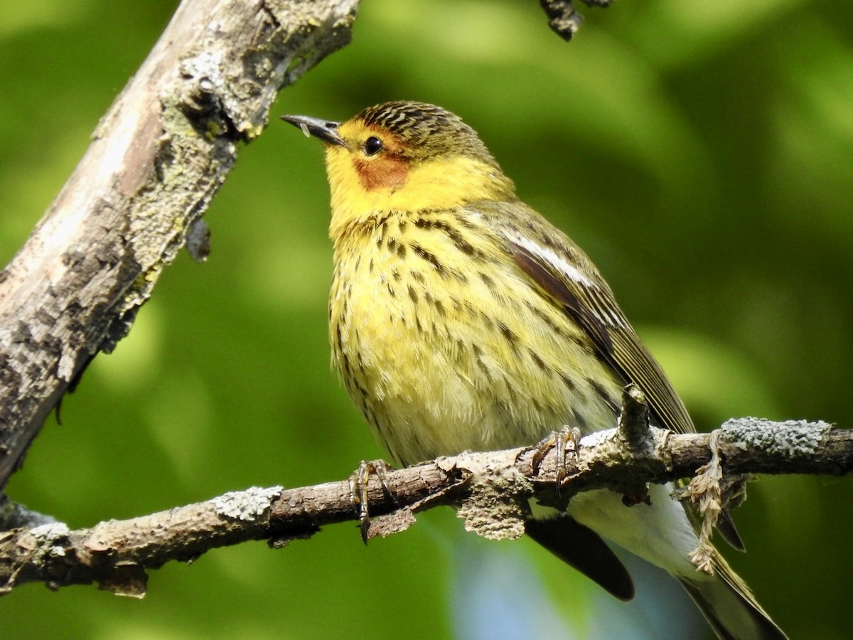 Cape May Warbler - ML618901851