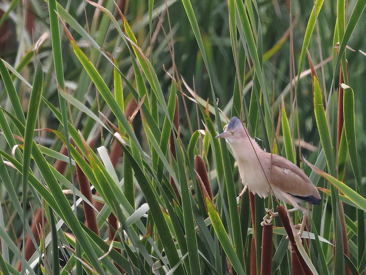 Yellow Bittern - ML618901857