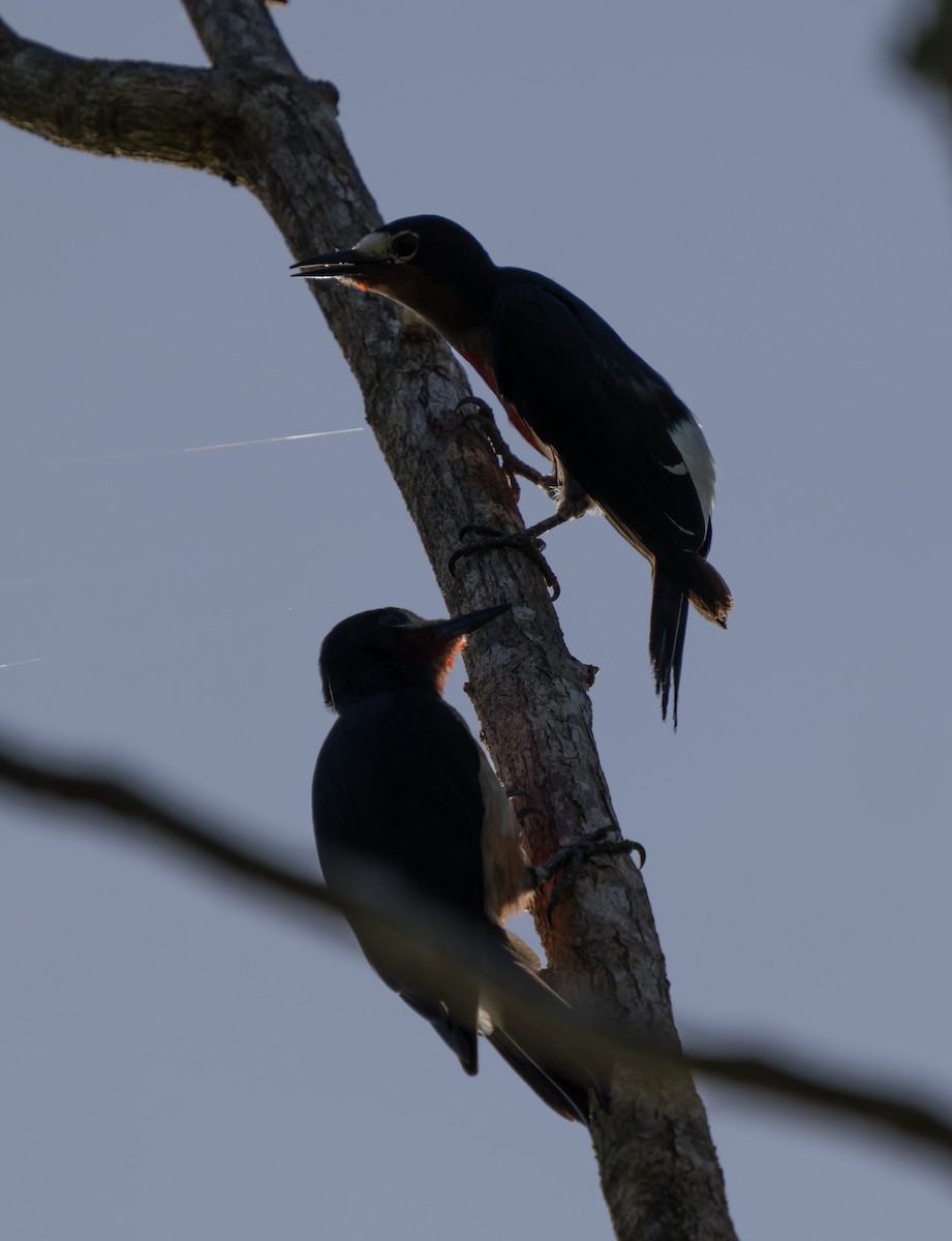 Puerto Rican Woodpecker - ML618901858