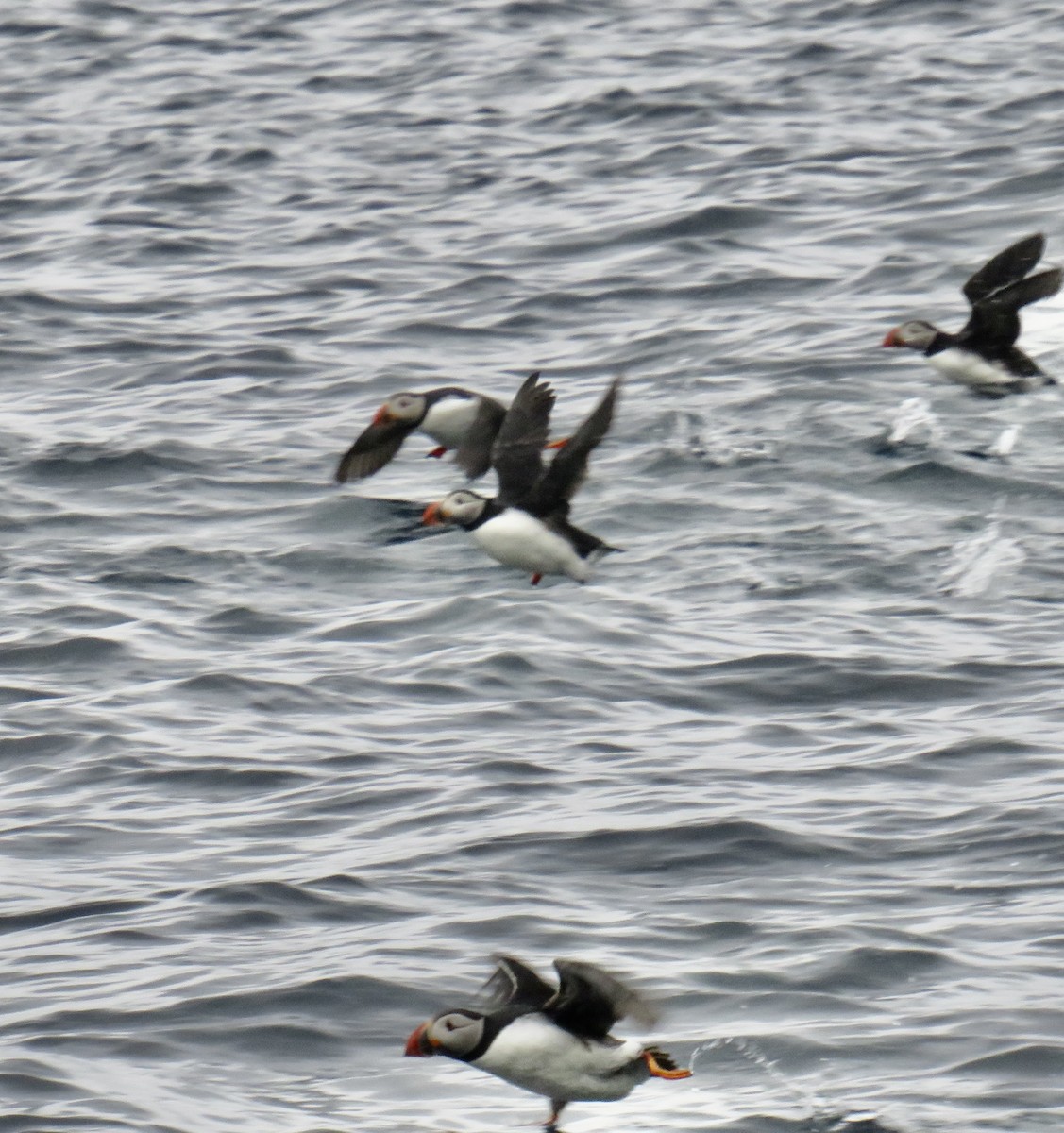 Atlantic Puffin - Sally Bergquist