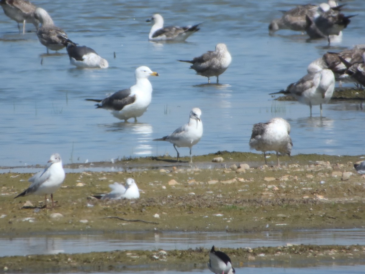 Common Gull - Miguel Martín Jiménez