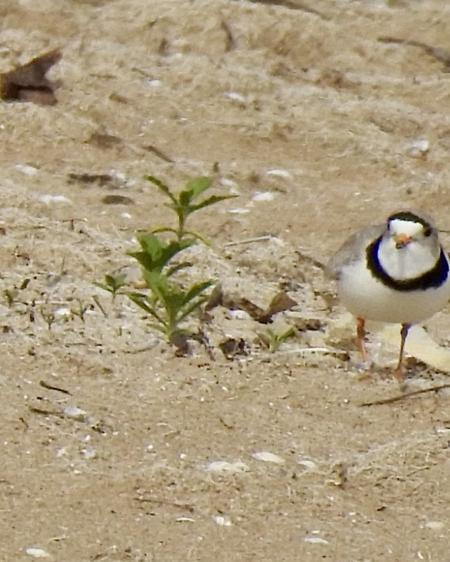 Piping Plover - ML618901872