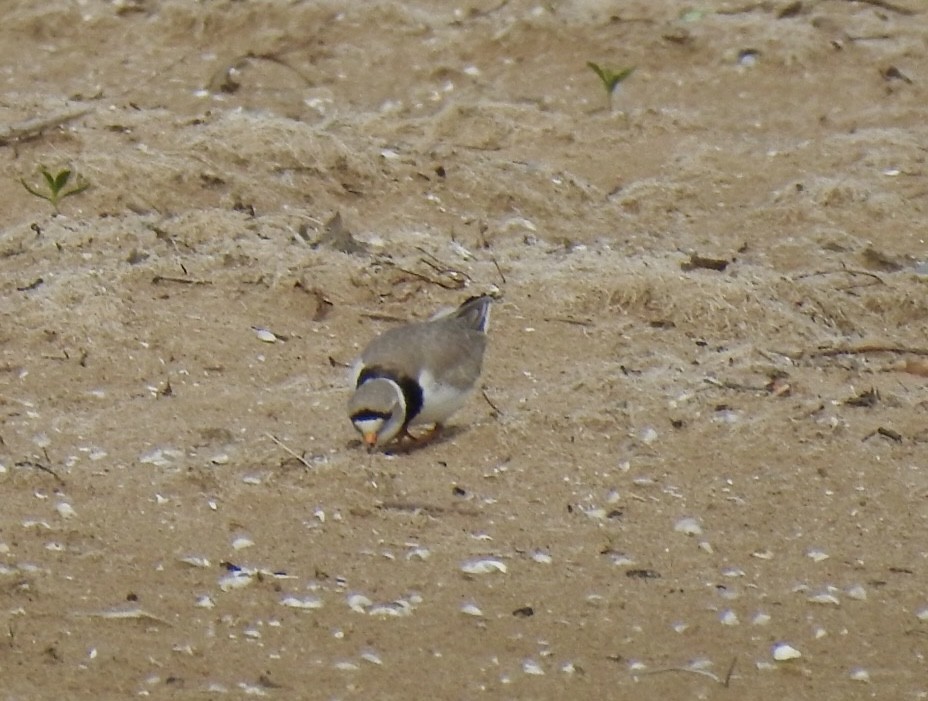 Piping Plover - ML618901873