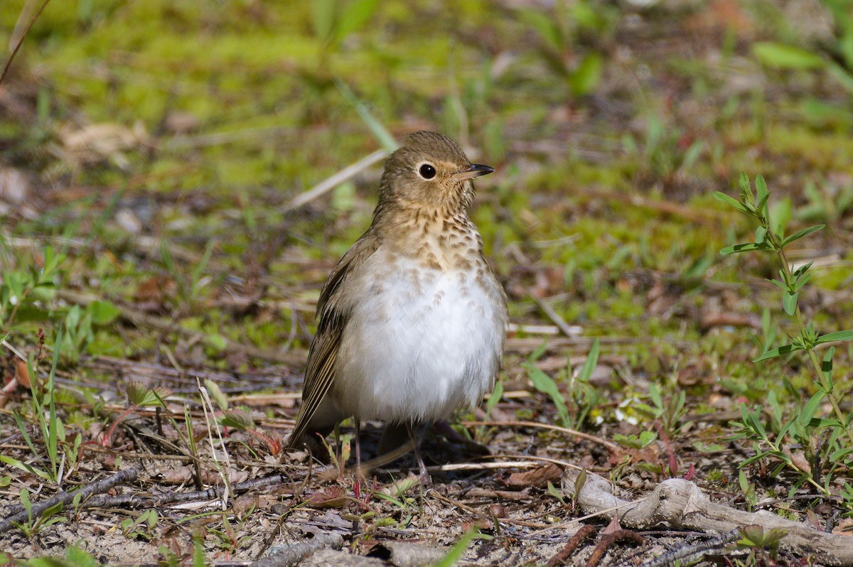 Swainson's Thrush - ML618901878