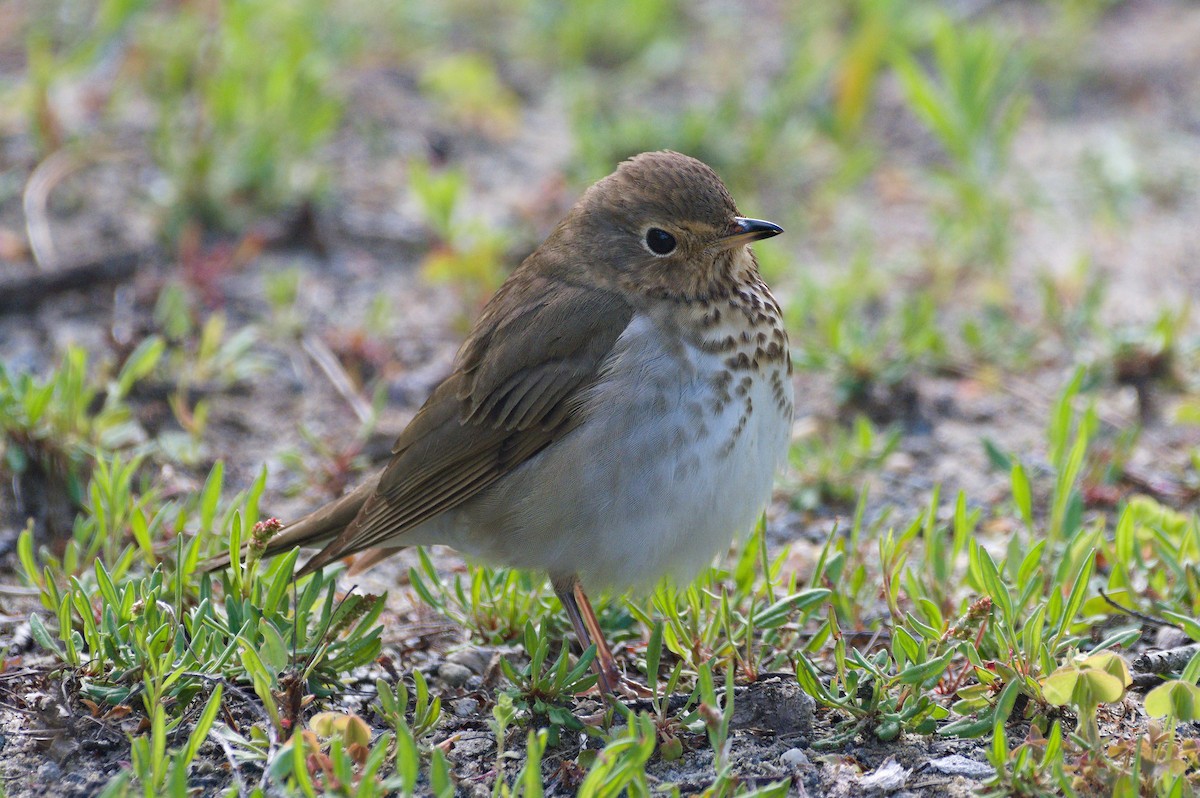 Swainson's Thrush - Dennis McGillicuddy