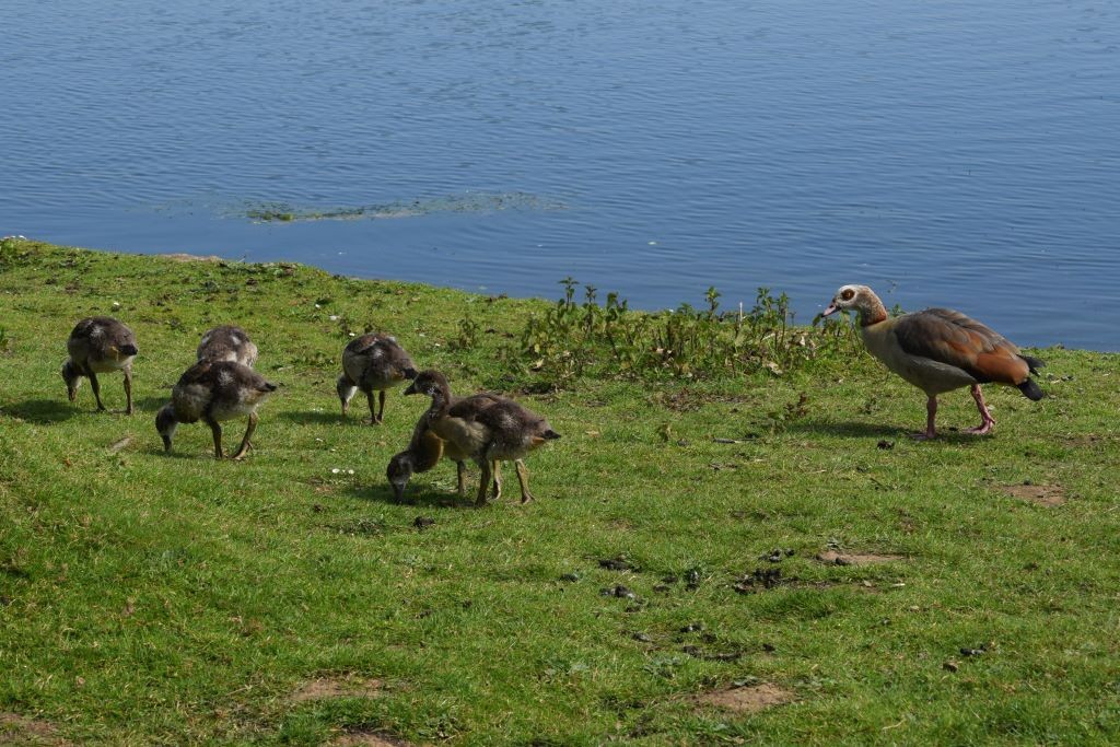 Egyptian Goose - Nick Layt