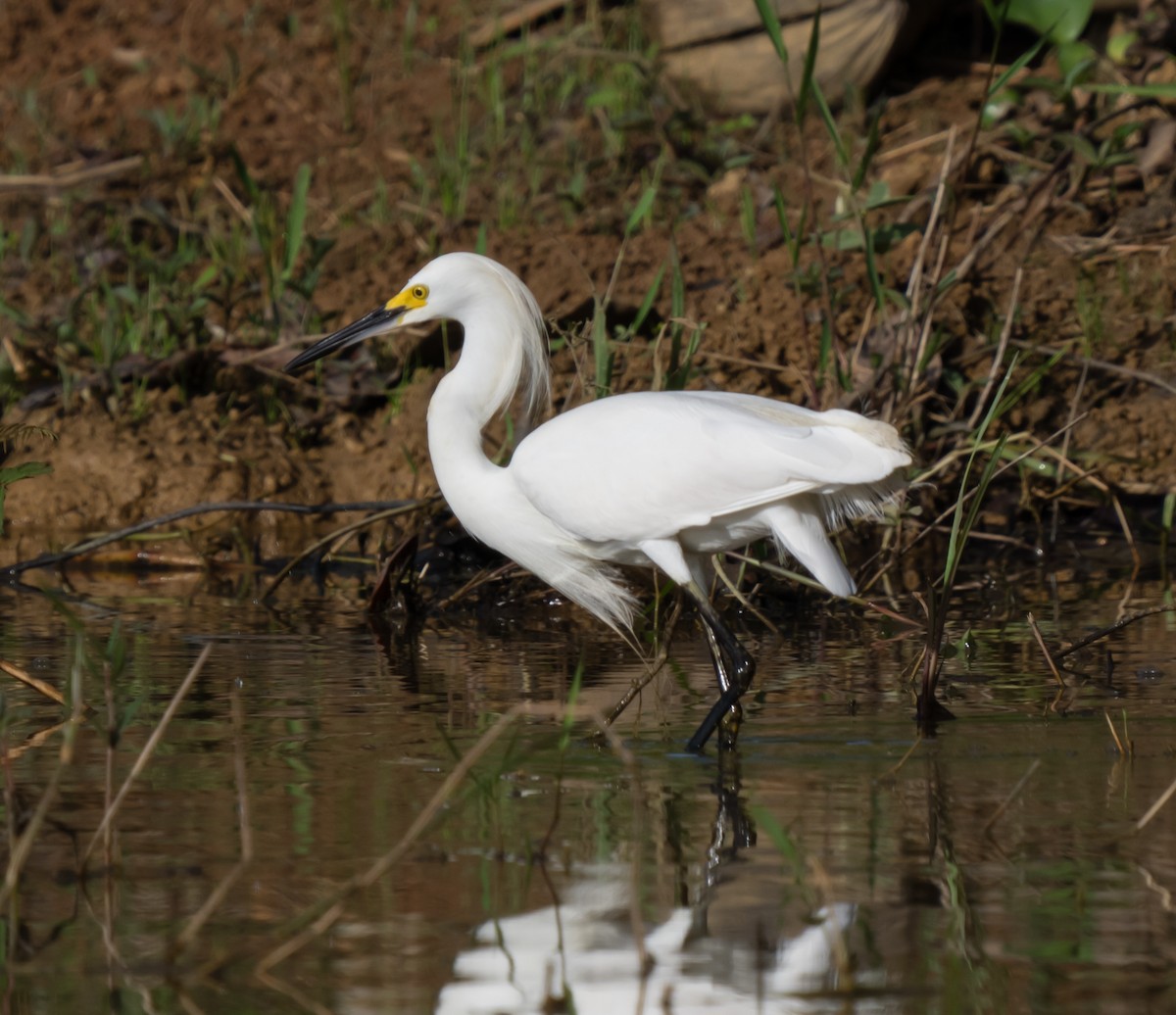 Snowy Egret - jose santiago