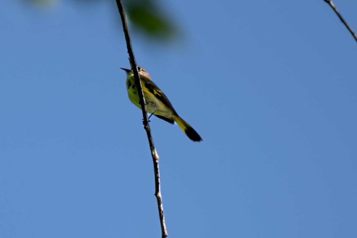 American Redstart - David Lauter