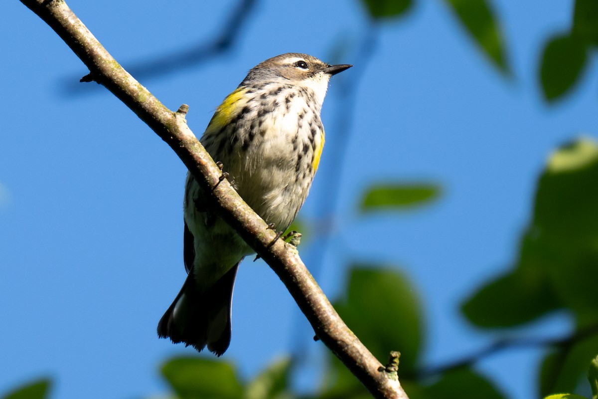 Yellow-rumped Warbler - David Lauter