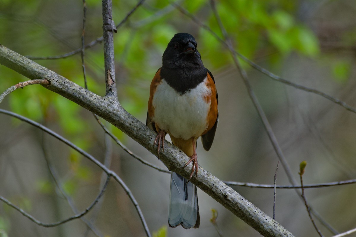 Eastern Towhee - Dennis McGillicuddy