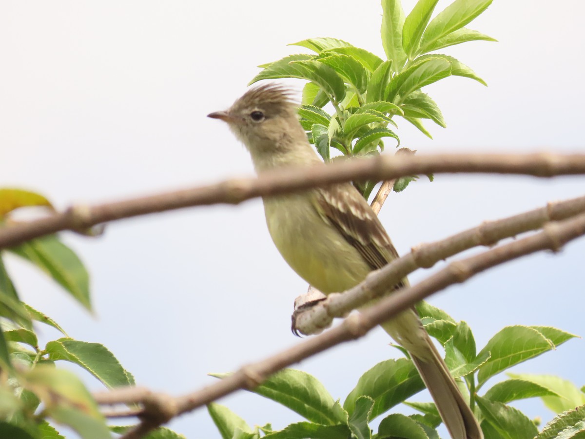 Yellow-bellied Elaenia - Sergio Bernal