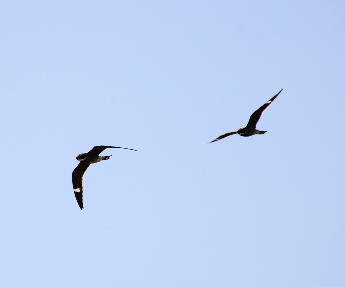 Common Nighthawk - Ezra Garber