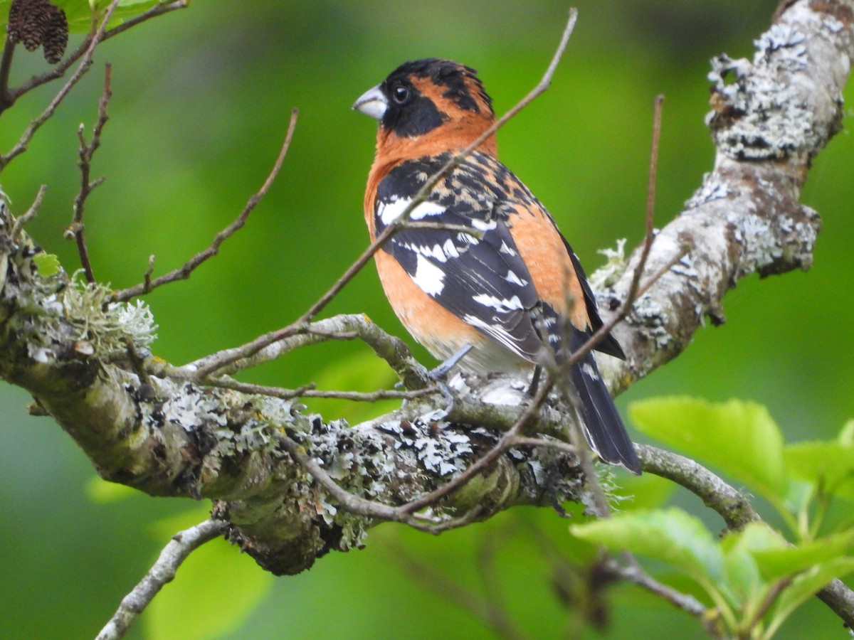 Black-headed Grosbeak - Robert Enns