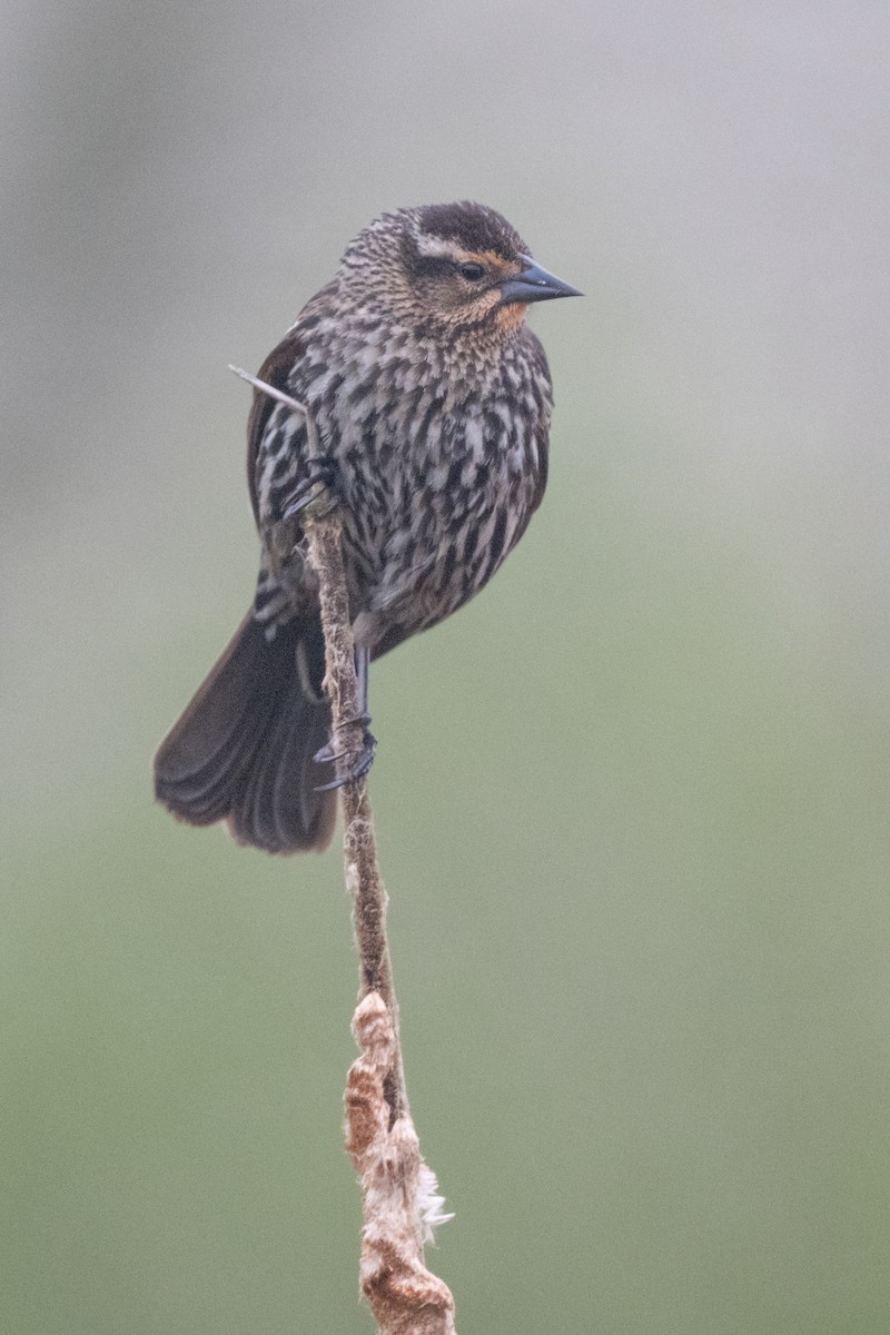 Red-winged Blackbird - Arthur Quinlan