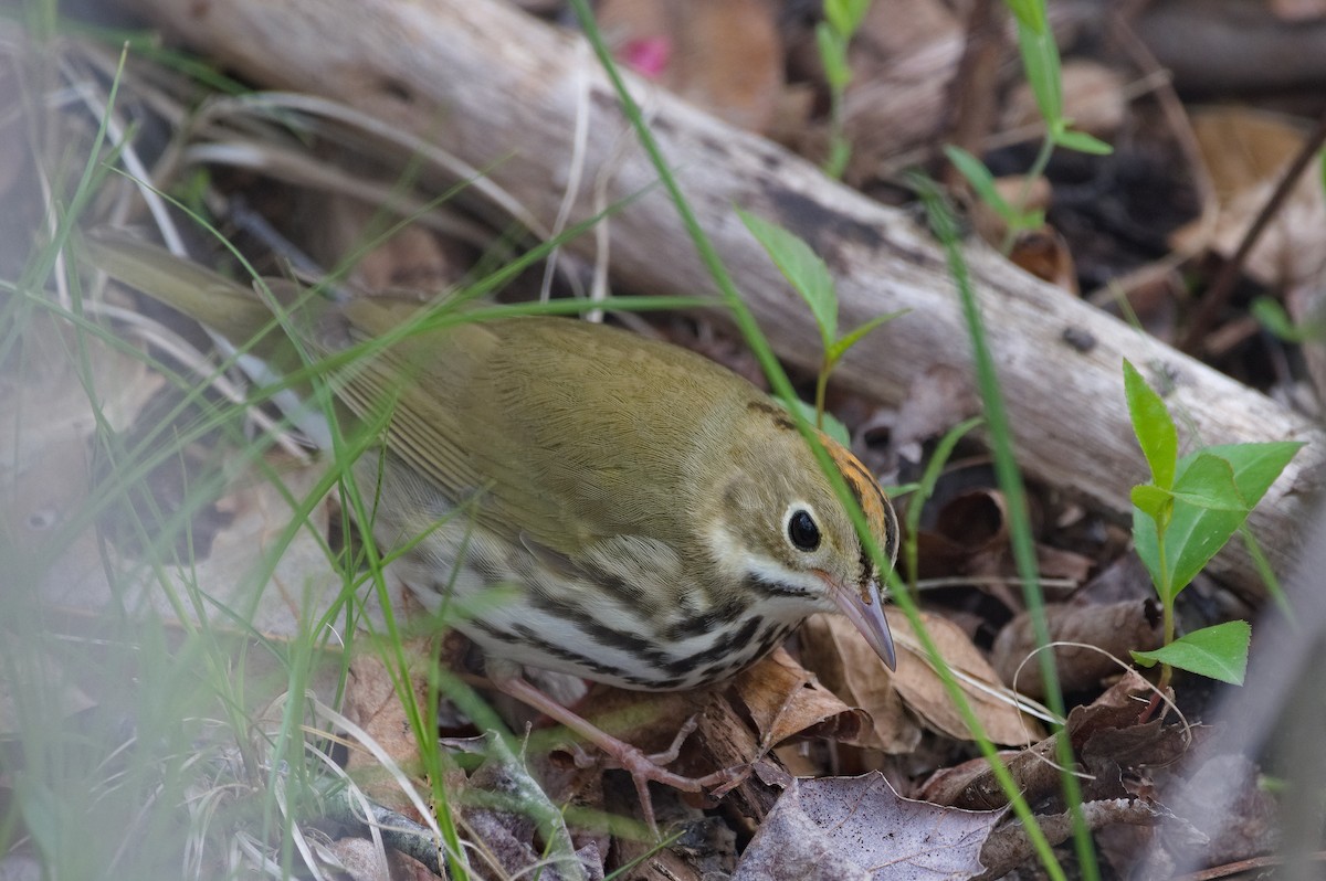 Ovenbird - ML618901944