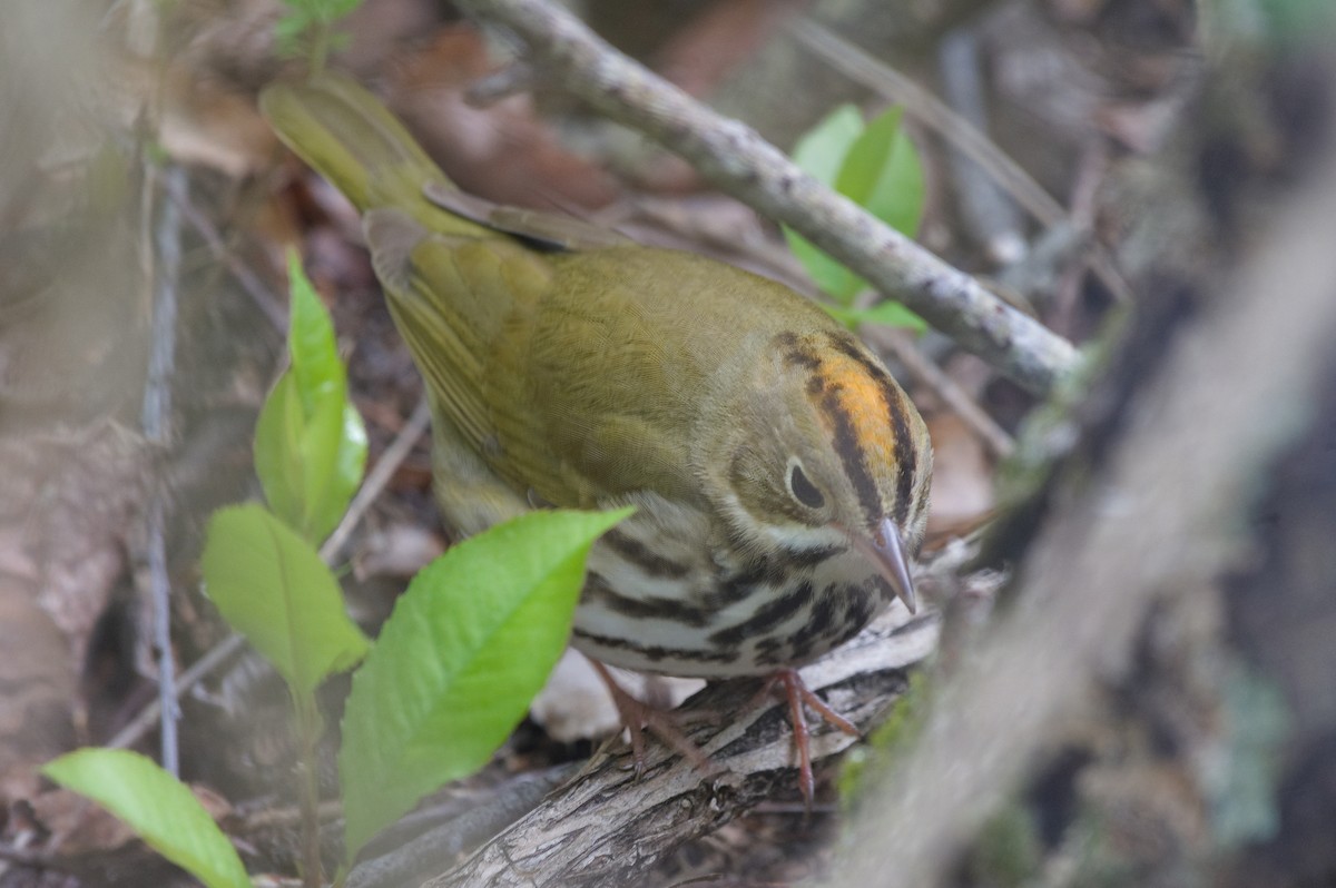 Paruline couronnée - ML618901945