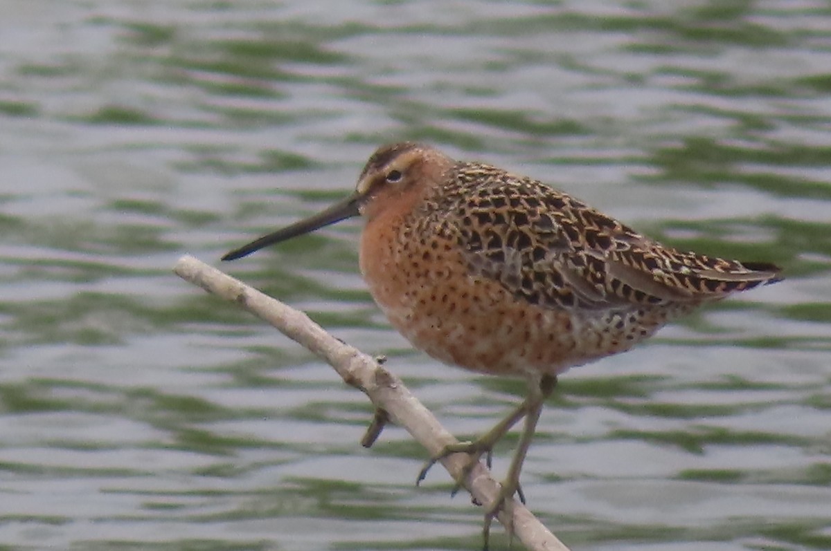 Short-billed Dowitcher - ML618901953