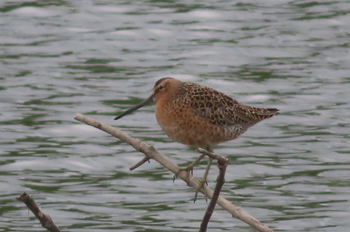 Short-billed Dowitcher - ML618901959